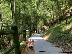 -藏龙百瀑风景区