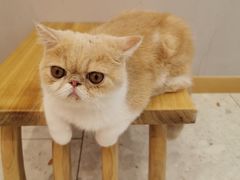 -飞行喵MR PILOT|猫舍·猫咖(静安大融城店)