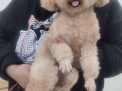 -宠福鑫康馨动物医院·骨科·眼科