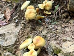 -素山寺森林公园