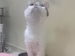 -全心全意连锁动物医院·微创中心·内科急重症·心脏专科(丰管路店)