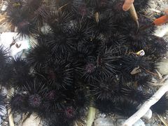 -西涌国际滨海旅游区