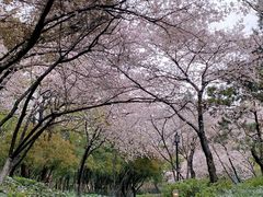 -红梅公园
