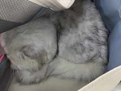 -派美特宠物医院·核磁CT·骨科肿瘤·疑难转诊(沈农禾丰店)