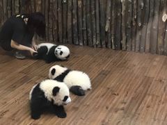 熊猫幼仔-成都大熊猫繁育研究基地