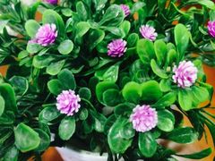 -SPR COFFEE(兴正元店)