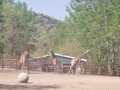 -大连森林动物园