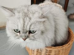 -猫友咖啡店(玉林西路店)