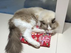 -飞行喵MR PILOT|猫舍·猫咖(静安大融城店)