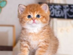 -小猫来了·猫舍(红山六九七九店)