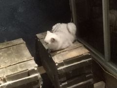 -猫咪博物馆(顶澳仔猫街店)