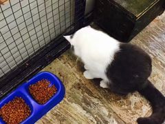 -猫咪博物馆(顶澳仔猫街店)