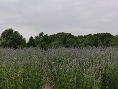 -同里国家湿地公园
