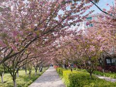 -高东镇樱花园