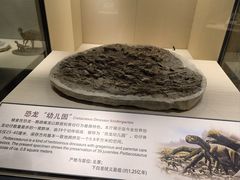 -辽宁古生物博物馆