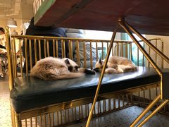 -喵喵咪呀布偶猫咖(春熙路店)