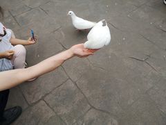 -南湖梦幻岛