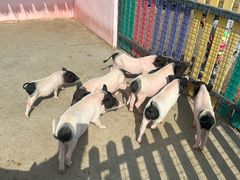 -天津妈祖文化园