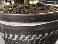 -兵立王鲜果茶·奶茶(文庙店)