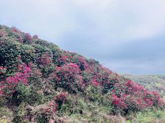 -贵州百里杜鹃风景名胜区