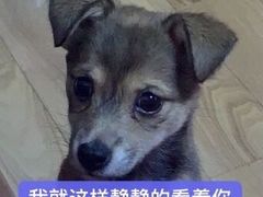 -畜牧兽医站(共江路店)