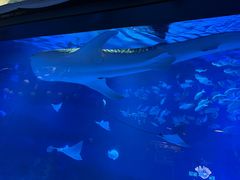 -烟台海昌鲸鲨海洋公园