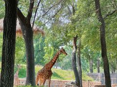 -北京野生动物园