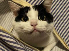 -四月宠物医院·猫专科·心脏专科·内科(转塘店)