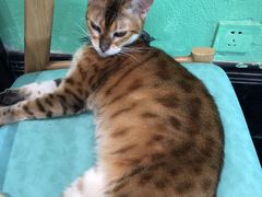 -猫色咖啡·猫咖