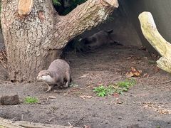 -阿提斯皇家动物园