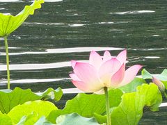 -荔湾湖公园