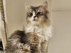 -有喵·猫咖·狗咖·30几只猫10只小狗(岗厦店)