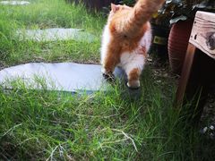 -关爱宠物医院·猫科中心·消化科(滨湖万达分院)
