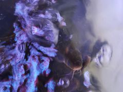 -金海椒罐罐鲢鱼(东方桂苑店)