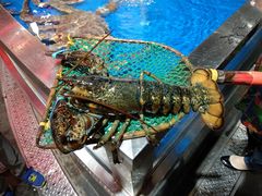 -盒马鲜生(莱蒙都会店)