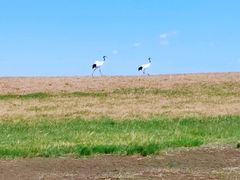 -黑龙江扎龙生态旅游区