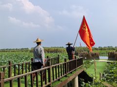 -洪湖生态旅游区