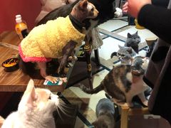 -猫色咖啡·猫咖