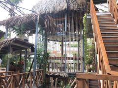 -Rainforest