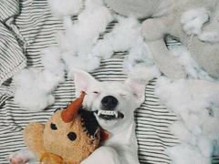 -欢乐牧人蒙古炭烤羊腿(四平路店)