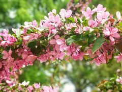 -海棠花溪(元大都城垣遗址公园)