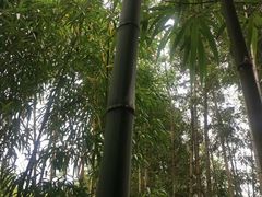 -井冈山风景名胜区
