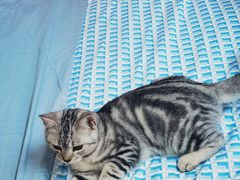 -lincat·猫舍(广州店)