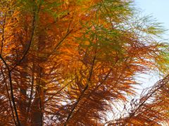 -昆山城市生态森林公园