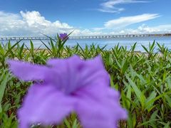 -宝安西湾红树林湿地公园