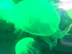 -梦幻海洋王国(吾悦广场张家港店)