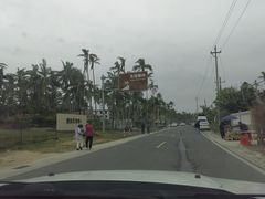 -东郊椰林