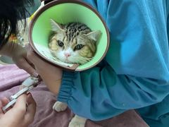 -动物缘宠物医院·骨科·猫科(西二环店)