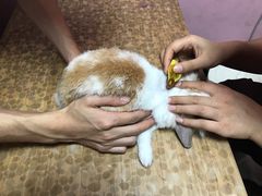 -严国平动物医院(德政总院)