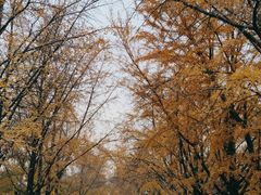 -三里屯东五街银杏大道